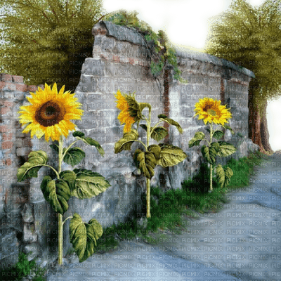 wall mauer garden jardin sunflower flower fleur tree way mur tournesol sonnenblumen path tube autumn automne herbst paysage - PNG gratuit