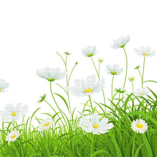 daisies Bb2 - 免费PNG