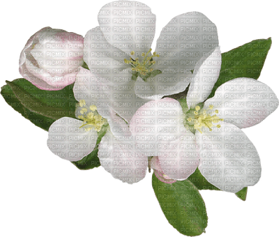 fleur Pelageya gif animation rose - бесплатно png