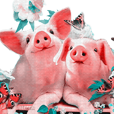 Y.A.M._Summer pigs - darmowe png