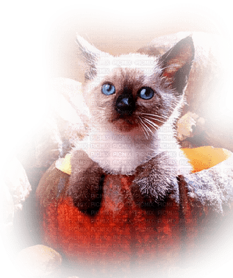 cat autumn chat automne - PNG gratuit