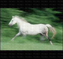 horse - 無料のアニメーション GIF