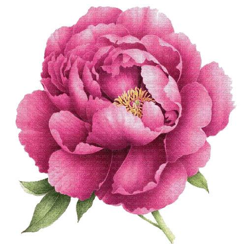 Pfingstrose, pink, Blume - Darmowy animowany GIF