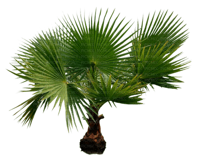 palmera - nemokama png