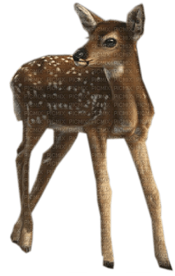 deer katrin - ücretsiz png