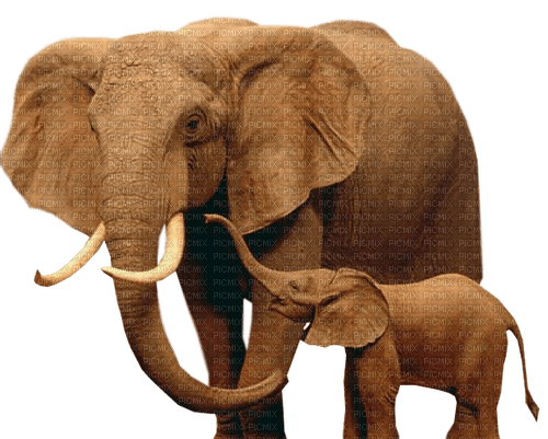 dolceluna african elephants - bezmaksas png