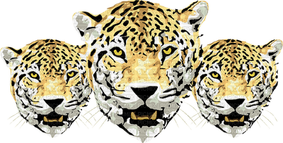 leopard trio - PNG gratuit