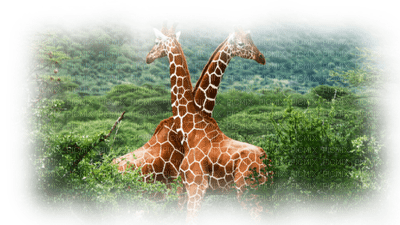 Kaz_Creations Paysage Scenery Giraffes - 無料png