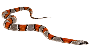 snake - darmowe png