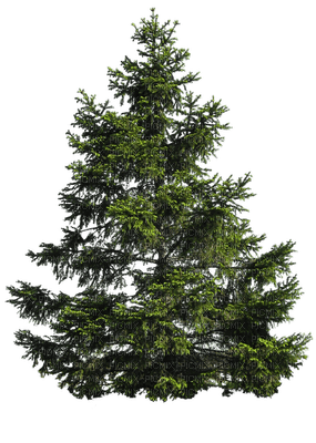trees bp - png grátis