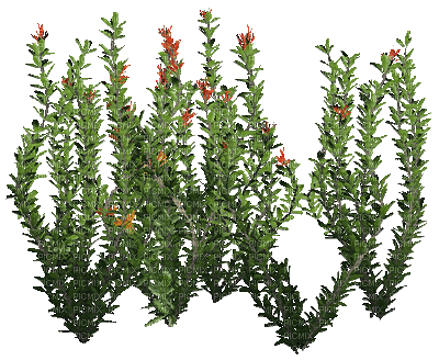 animated plants gif - Nemokamas animacinis gif