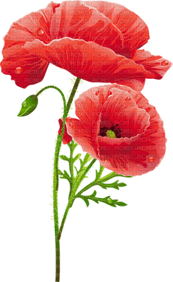 fleur Pelageya gif animation - PNG gratuit