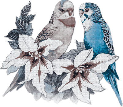 soave deco summer bird tropical parrot flowers - 免费PNG