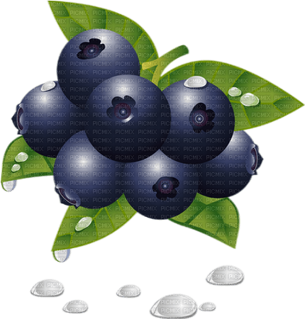 Fruit. Blueberry. Leila - фрее пнг