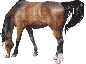 Kaz_Creations Horse - png gratuito