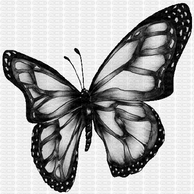 FANTASY BUTTERFLY - Free animated GIF