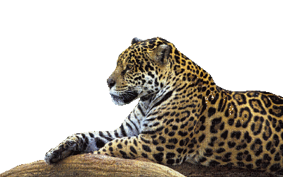 leopard bp - Darmowy animowany GIF