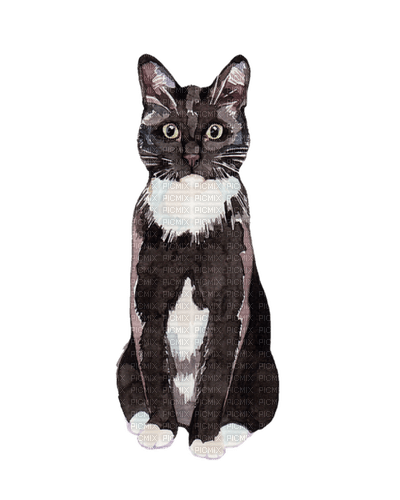 MMarcia gato chat - png gratis