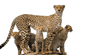 Kaz_Creations Cheetah - ücretsiz png