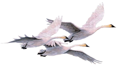 Kaz_Creations Birds Bird - Бесплатный анимированный гифка