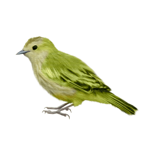 kikkapink deco scrap green bird - безплатен png