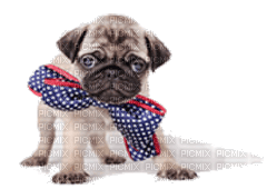 Kaz_Creations Dog Pup Dogs 🐶 - png gratis