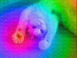 Rainbow Cat - Besplatni animirani GIF