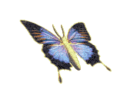 Butterfly, Butterflies, Insect, Insects, Deco, Purple, Yellow, GIF - Jitter.Bug.Girl - Nemokamas animacinis gif