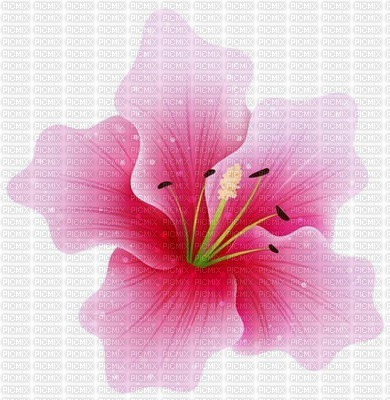 pink flower - kostenlos png