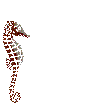 sea horse - Бесплатный анимированный гифка