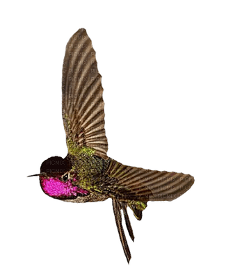 Hummingbird 05 - ilmainen png