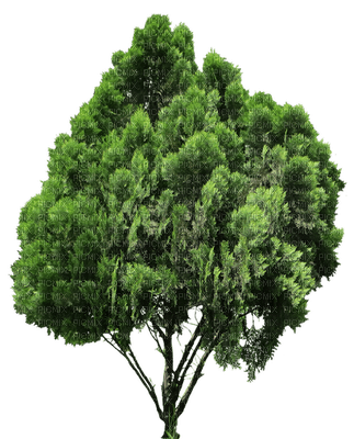 tree katrin - 無料png