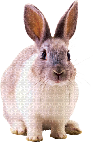 Bunny.Rabbit.Gray.White - darmowe png
