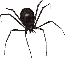 ani-spider - Zdarma animovaný GIF