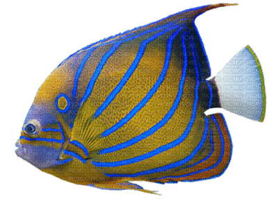 fish bp - Gratis geanimeerde GIF