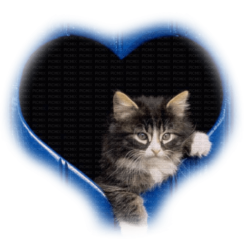 dolceluna blue cat heart - 免费PNG