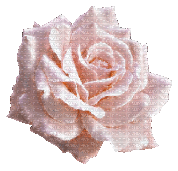 VanessaVallo _crea-pink rose animated - Δωρεάν κινούμενο GIF