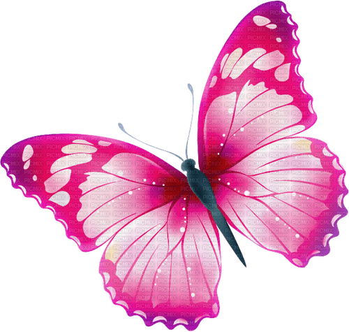 butterfly  Bb2 - png gratuito