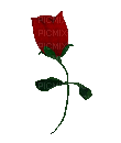 Flower - Animovaný GIF zadarmo