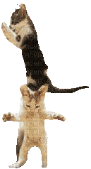 CAT - GIF animado grátis