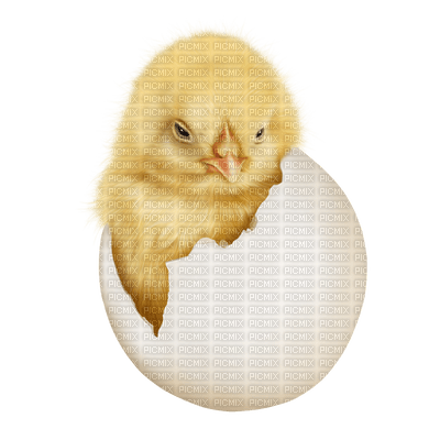 chicken bp - png grátis
