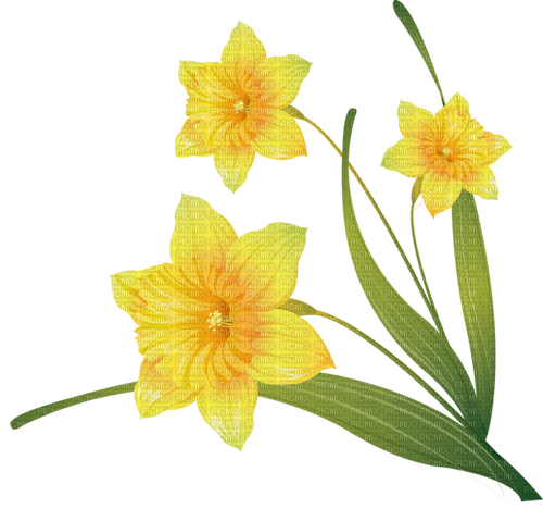 daffodils Bb2 - png gratuito
