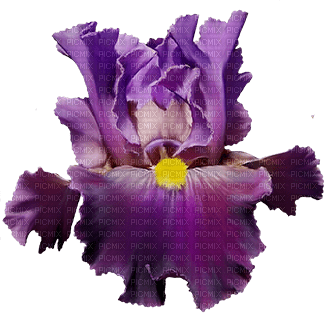 Iris - PNG gratuit