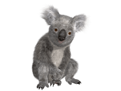 koala - png grátis