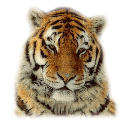 tigre - Free PNG