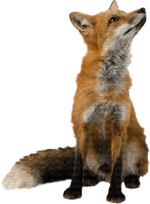 fox bp - darmowe png