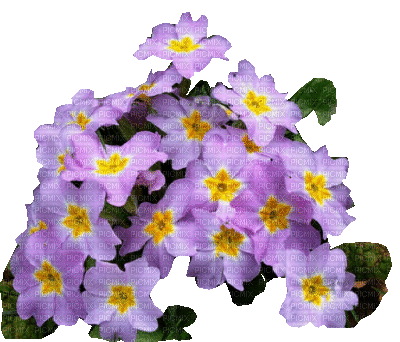 fleur parme - Безплатен анимиран GIF