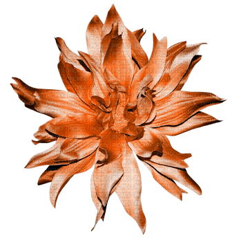 orange-flower-minou52 - ilmainen png