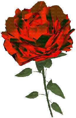 Flowers red rose bp - Besplatni animirani GIF