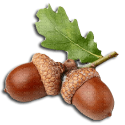nuts bp - Free PNG
